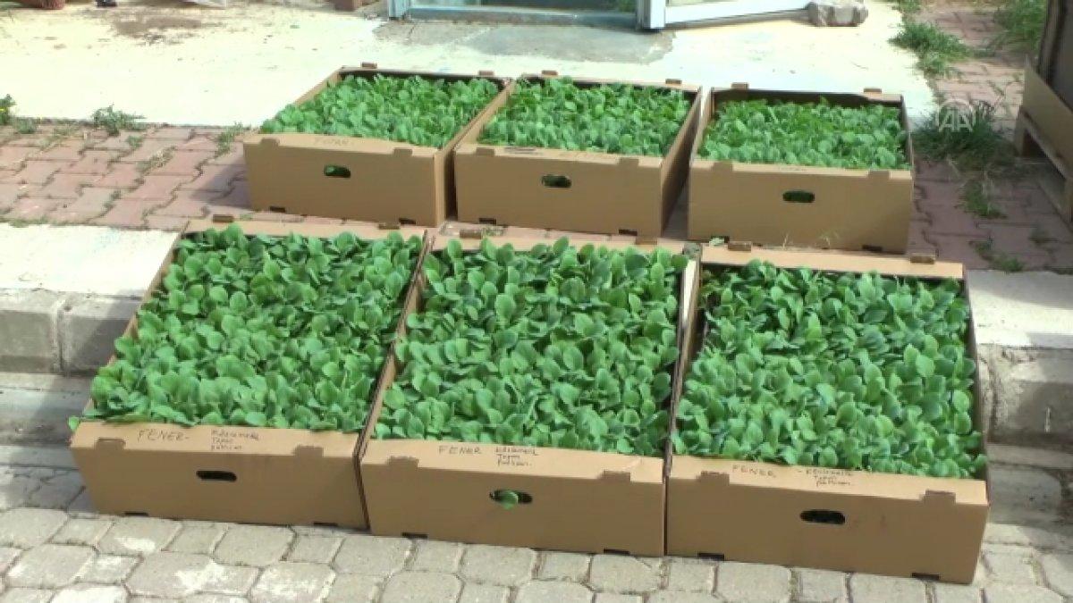 Ata tohumları Ege'de yeşerecek