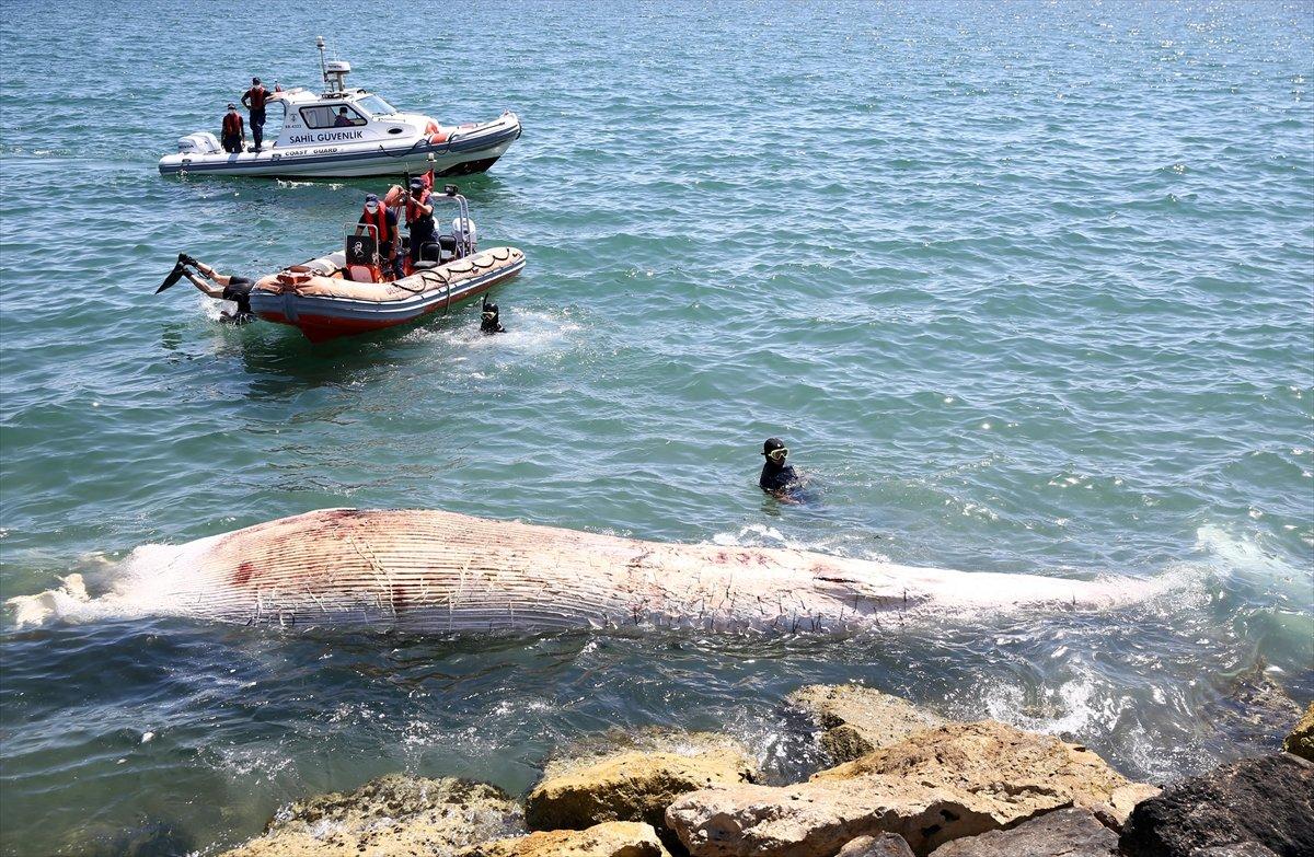 Mersin oluklu balina