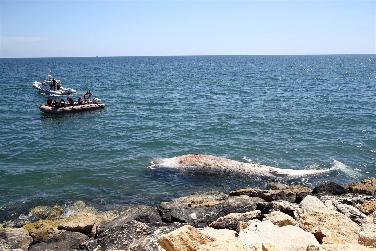 Mersin oluklu balina