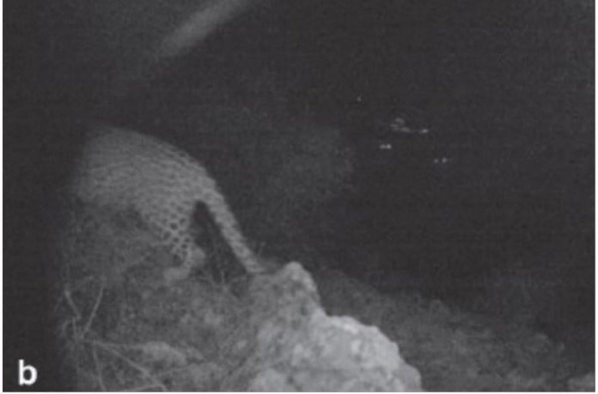 Anadolu Parsı, nesli tükendi zannedilirken Cudi'de görüldü