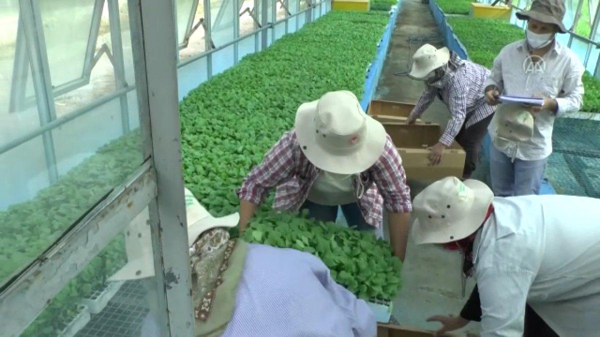 Ata tohumları Ege'de yeşerecek