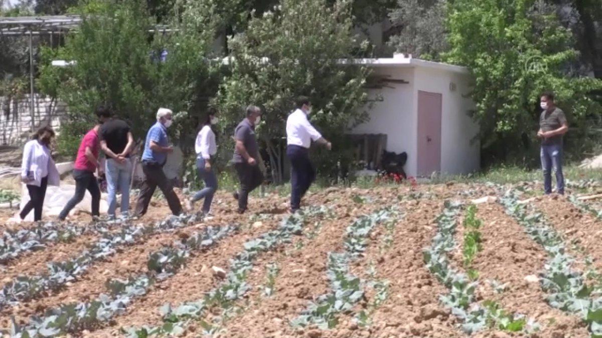 Ata tohumları Ege'de yeşerecek