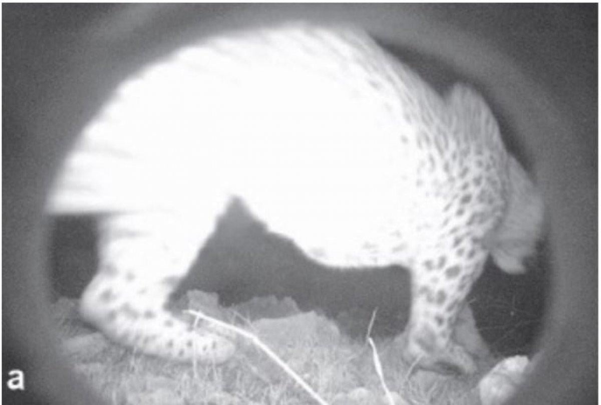 Anadolu Parsı, nesli tükendi zannedilirken Cudi'de görüldü