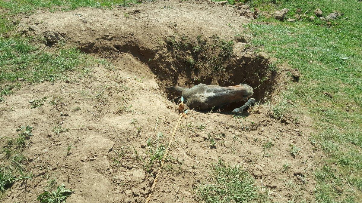 Bitlis'te definecilerin çukuruna düşen at telef oldu