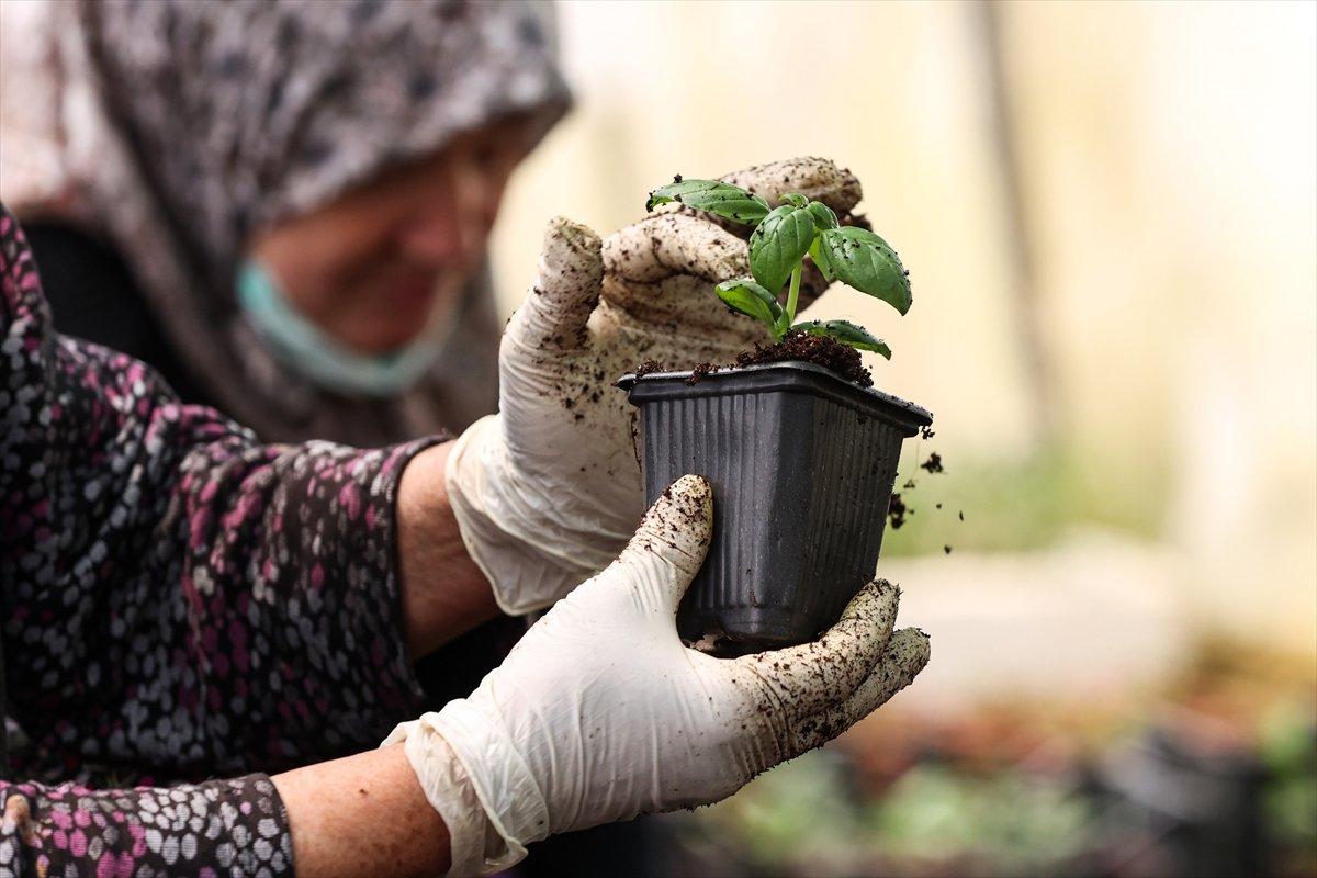 Balkonda sebze, meyve yetiştiriyoruz