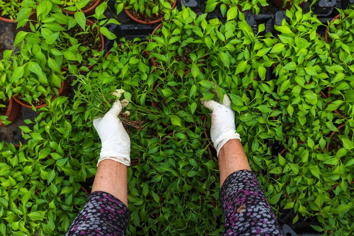 Balkonda sebze, meyve yetiştiriyoruz