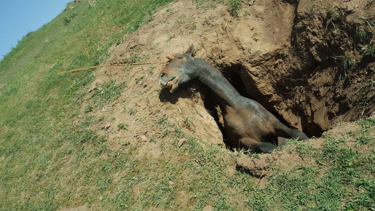 Bitlis'te definecilerin çukuruna düşen at telef oldu