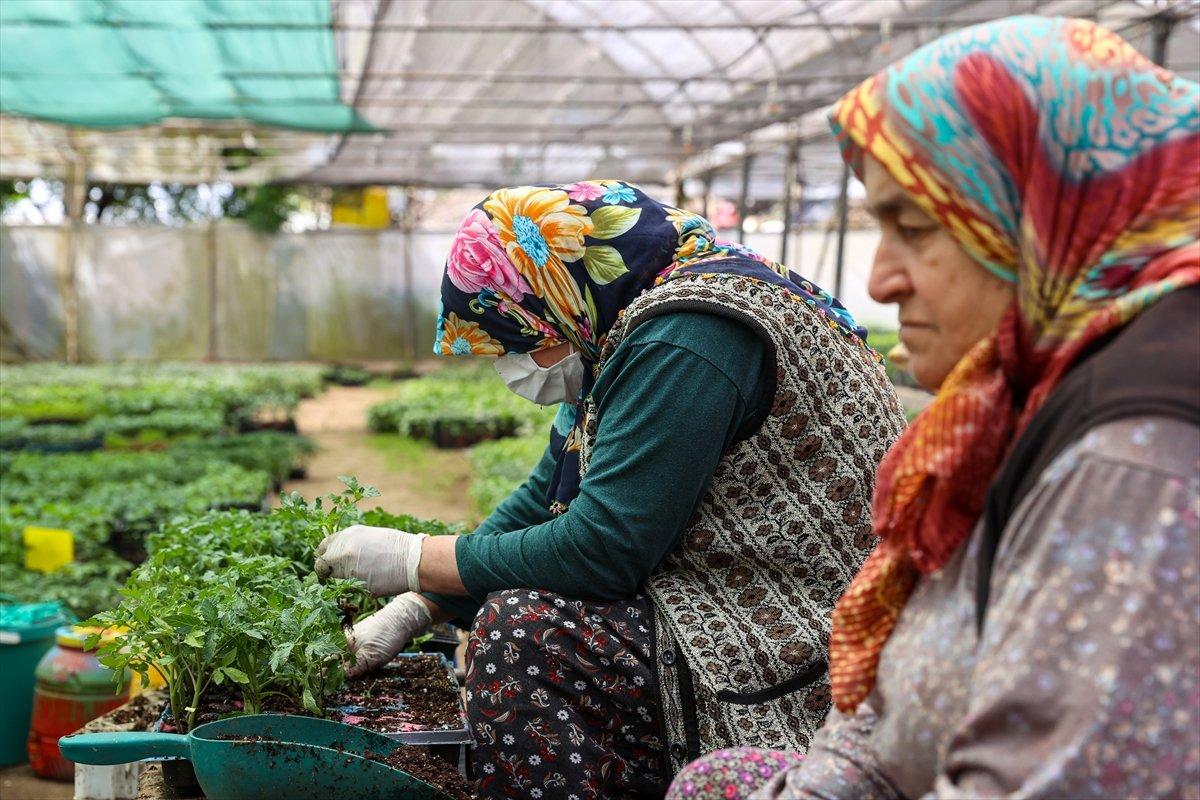 Balkonda sebze, meyve yetiştiriyoruz
