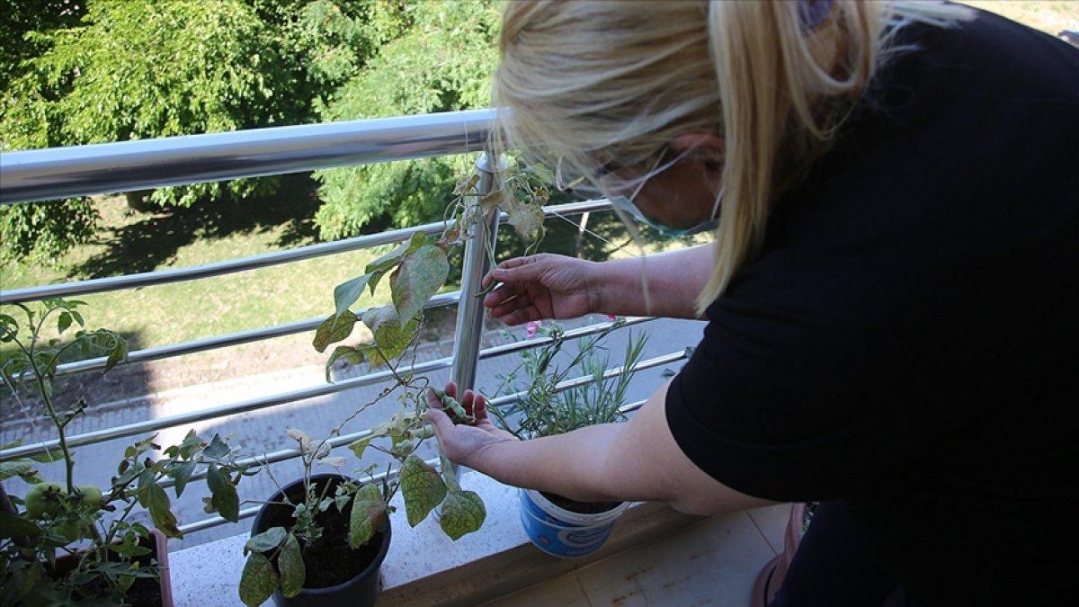 Balkonda sebze, meyve yetiştiriyoruz