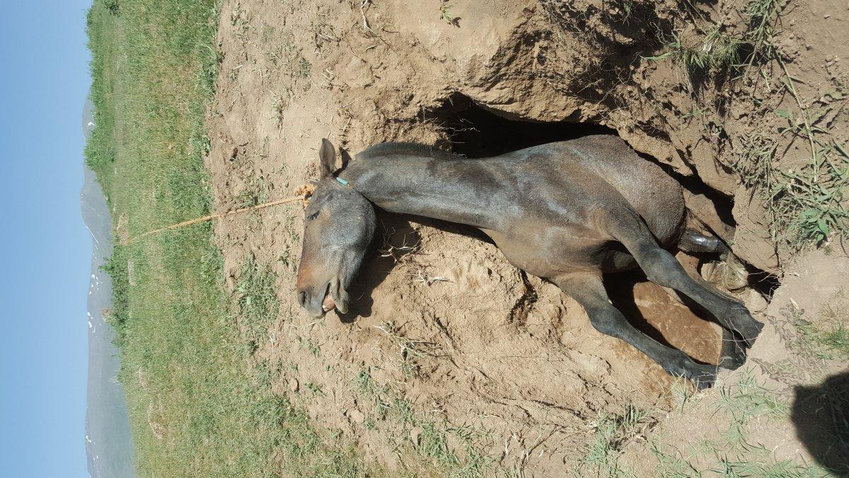 Bitlis'te definecilerin çukuruna düşen at telef oldu