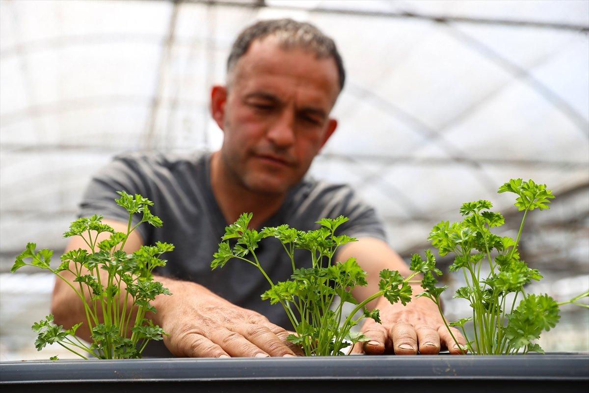 Balkonda sebze, meyve yetiştiriyoruz