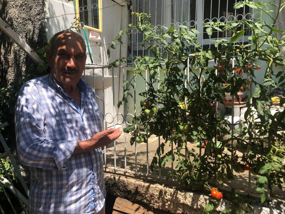 Adana'da betonu delen domates görenleri şaşırtıyor