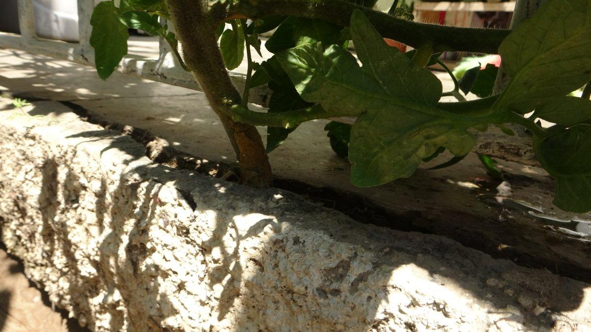 Adana'da betonu delen domates görenleri şaşırtıyor