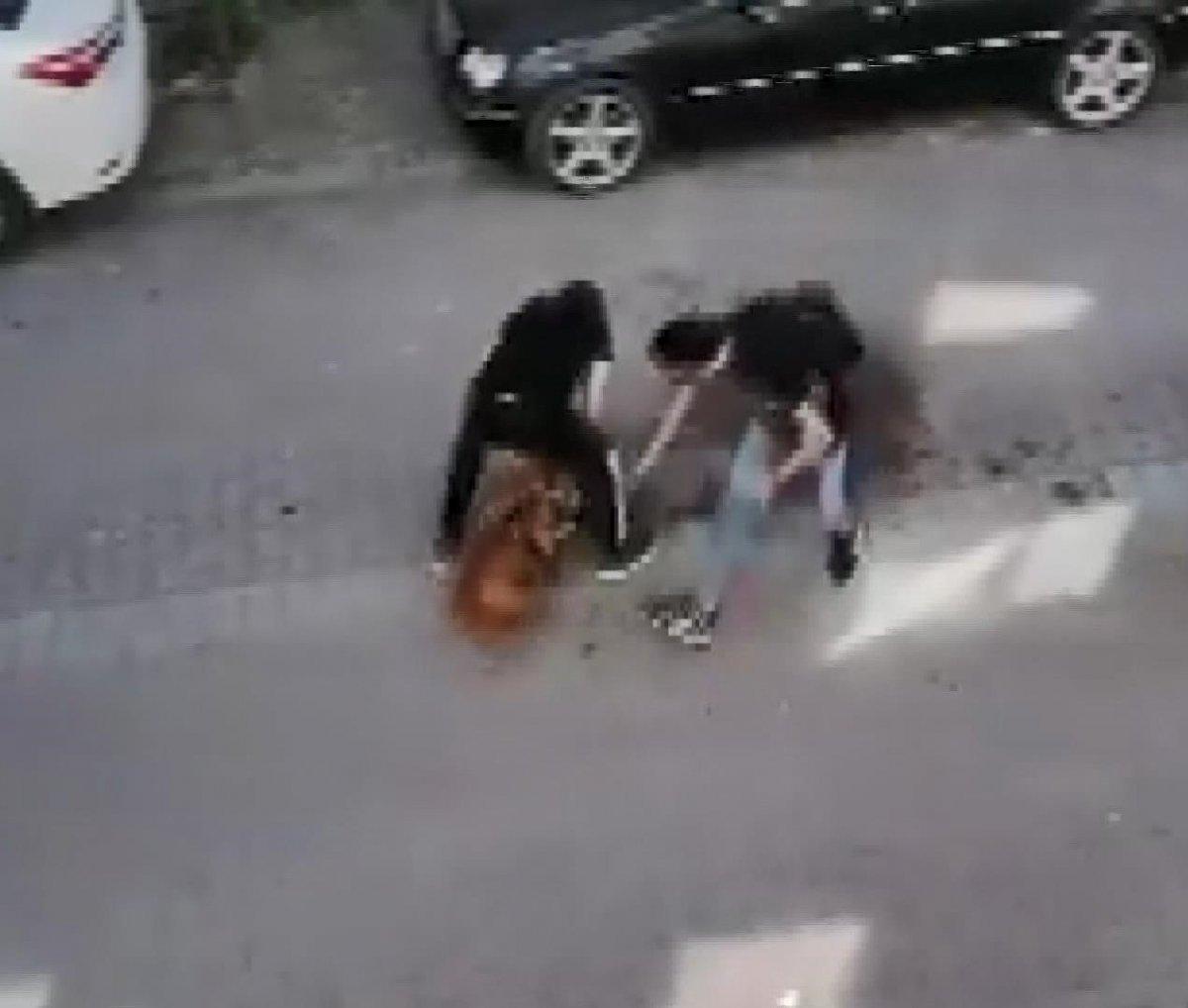 Avcılar'da pitbull, kediyi öldürdü