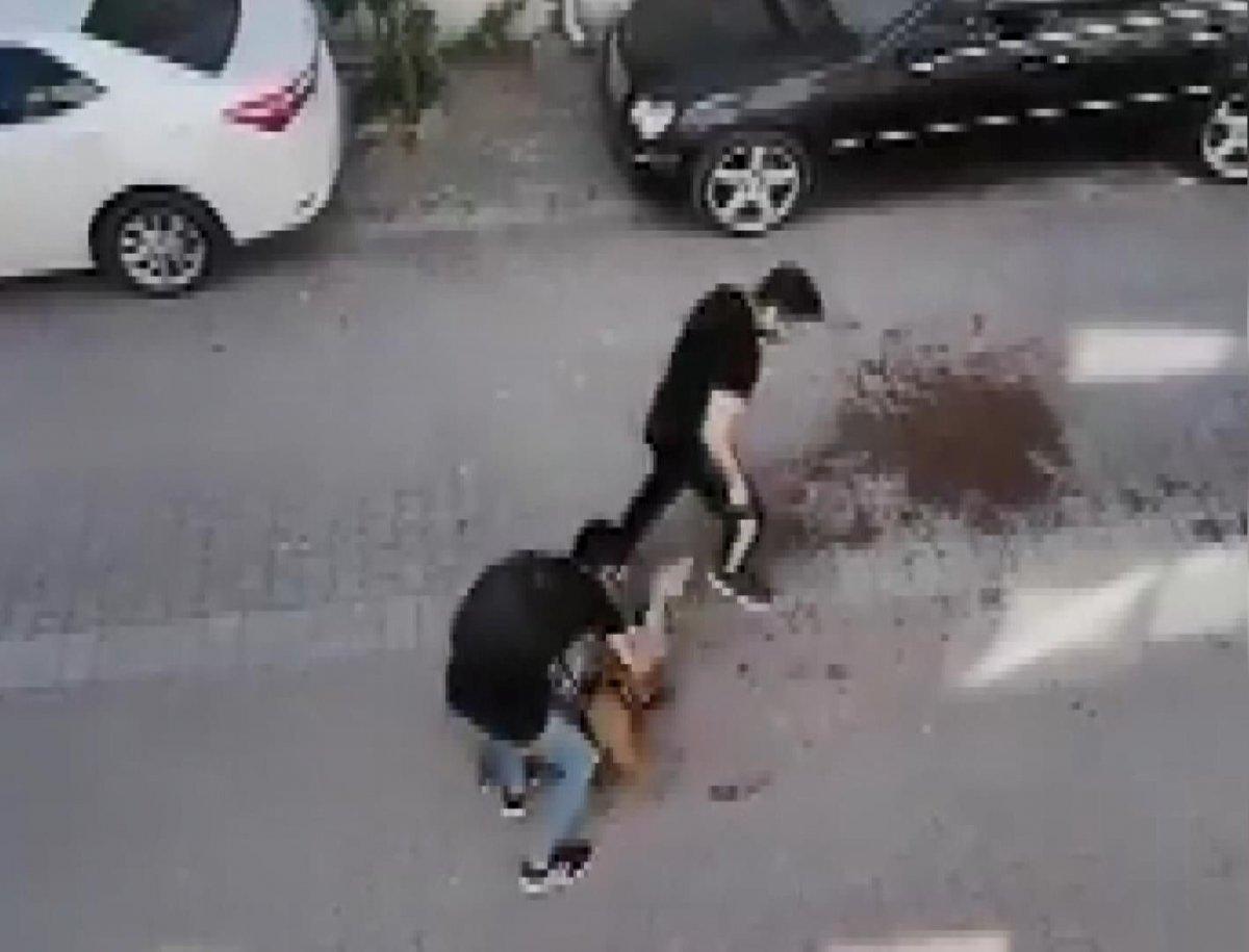 Avcılar'da pitbull, kediyi öldürdü