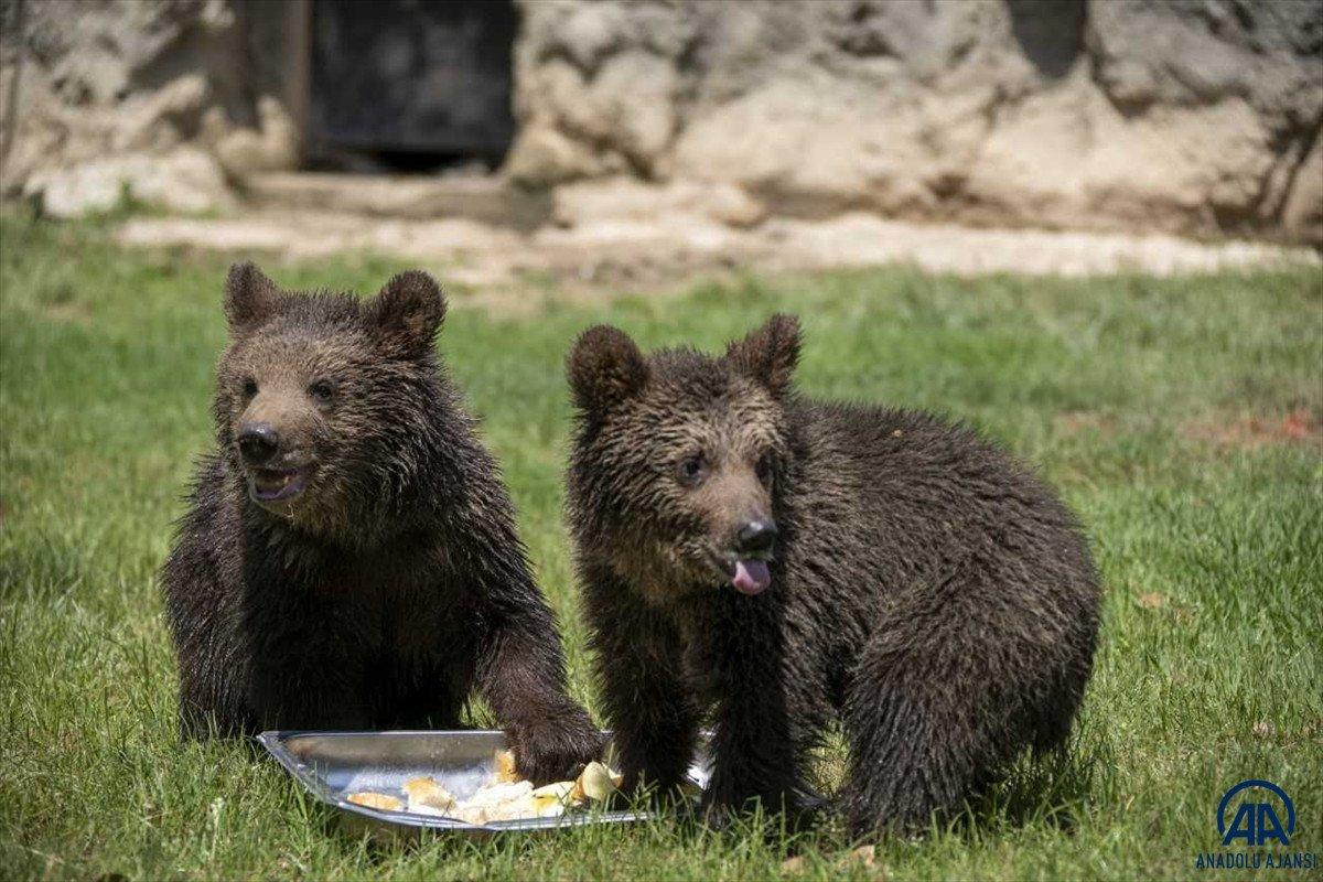 Yavru bozayılar İnci ve Güçlü, Tarsus Doğa Parkı'nın maskotu oldu