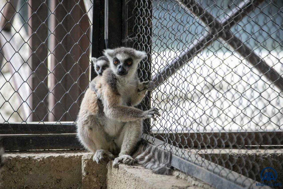 Yavru bozayılar İnci ve Güçlü, Tarsus Doğa Parkı'nın maskotu oldu