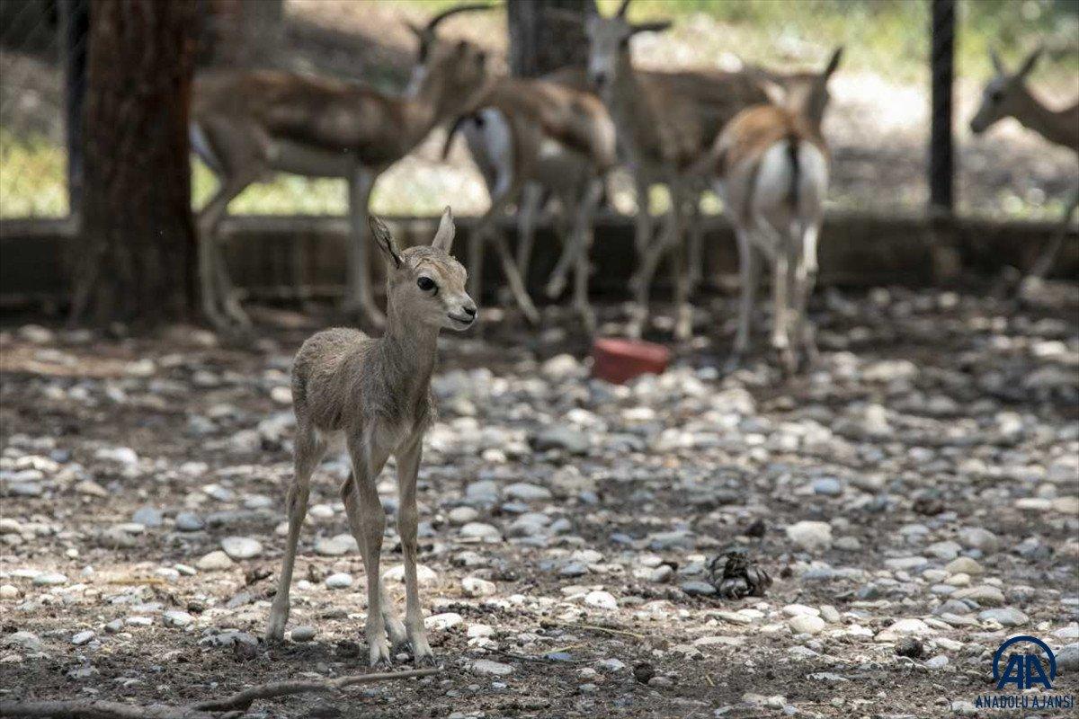 Yavru bozayılar İnci ve Güçlü, Tarsus Doğa Parkı'nın maskotu oldu