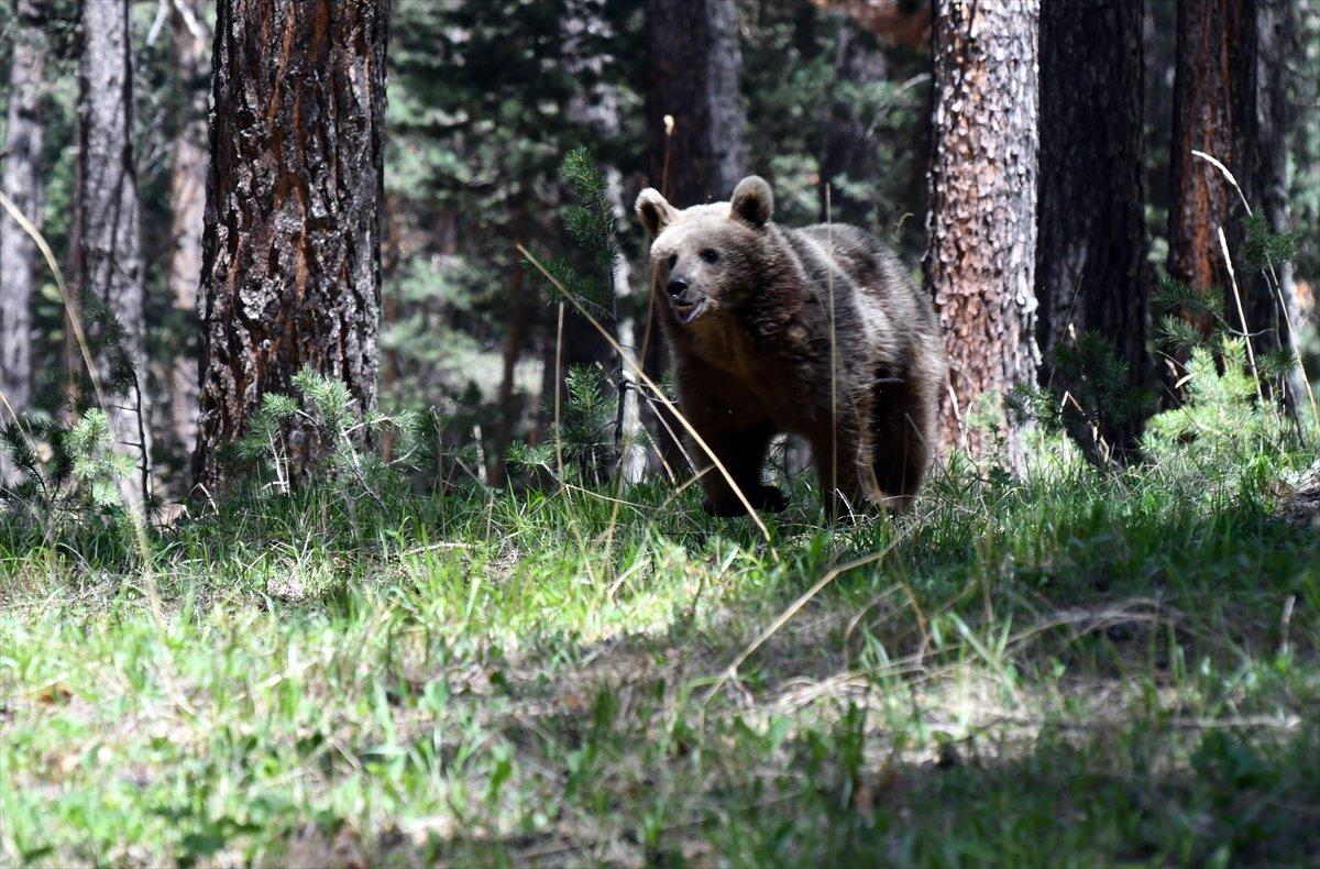 Kars'ta, bozayının ağacın tepesinde beslendiği anlar
