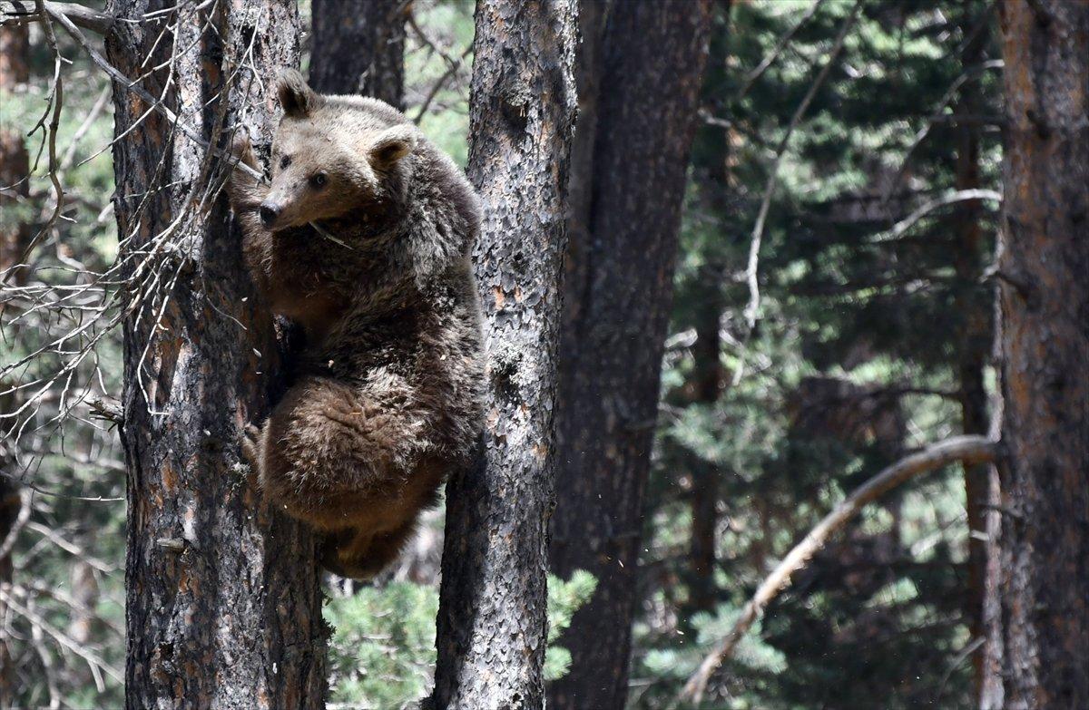 Kars'ta, bozayının ağacın tepesinde beslendiği anlar