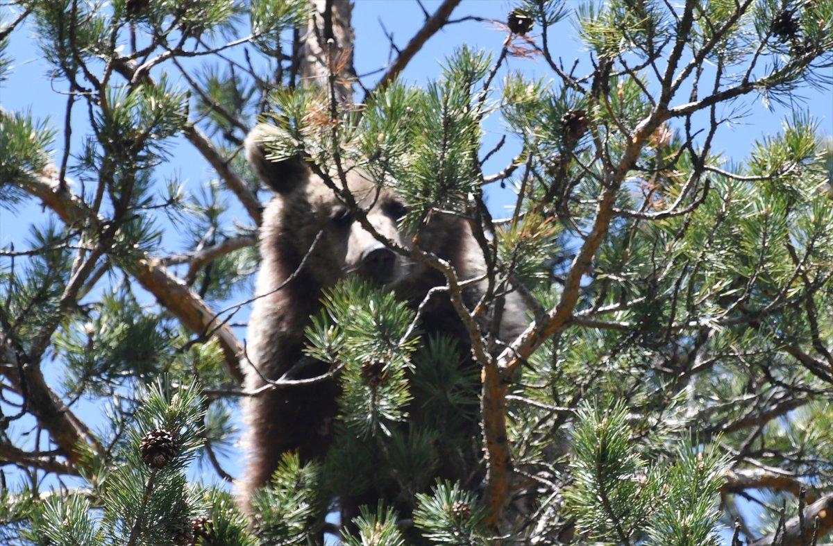 Kars'ta, bozayının ağacın tepesinde beslendiği anlar