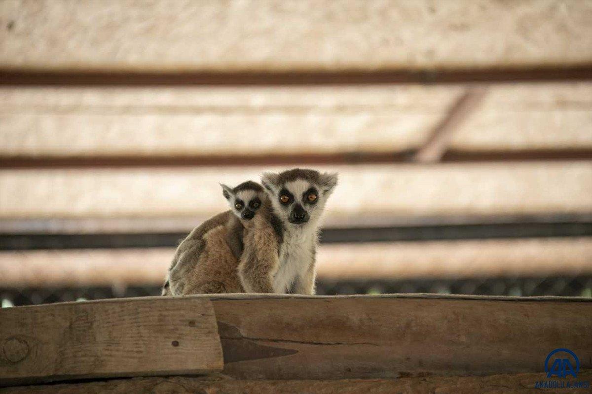 Yavru bozayılar İnci ve Güçlü, Tarsus Doğa Parkı'nın maskotu oldu