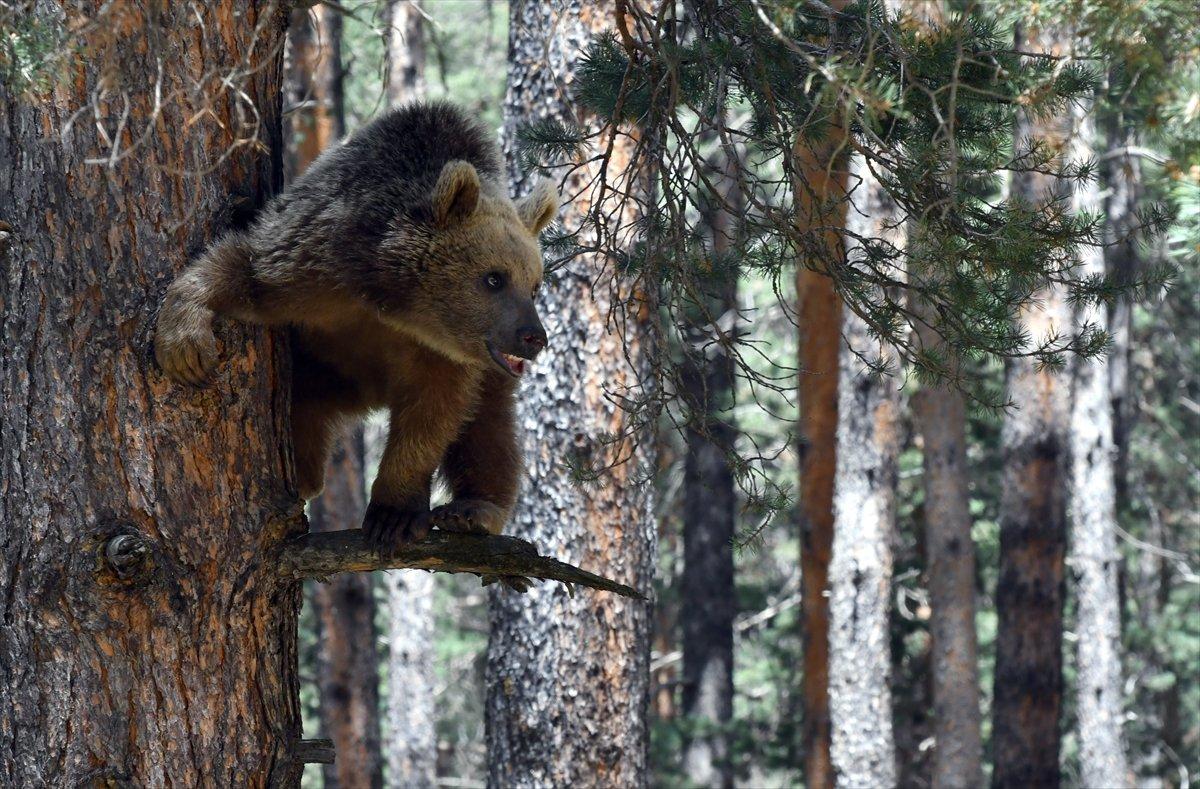 Kars'ta, bozayının ağacın tepesinde beslendiği anlar