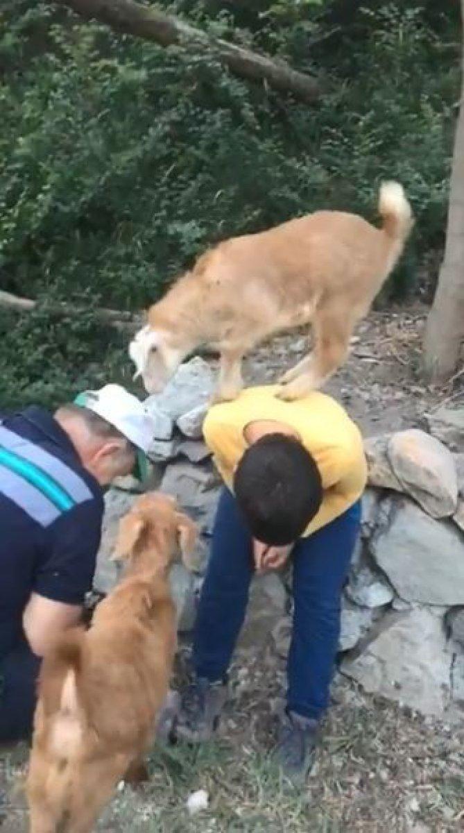 Artvinli ailenin sevimli dostları