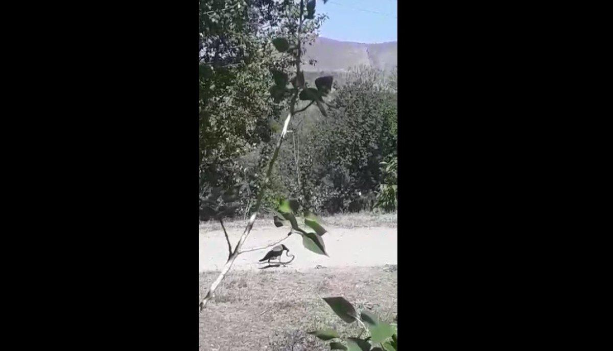 Erzincan'da yılan avlayan karga