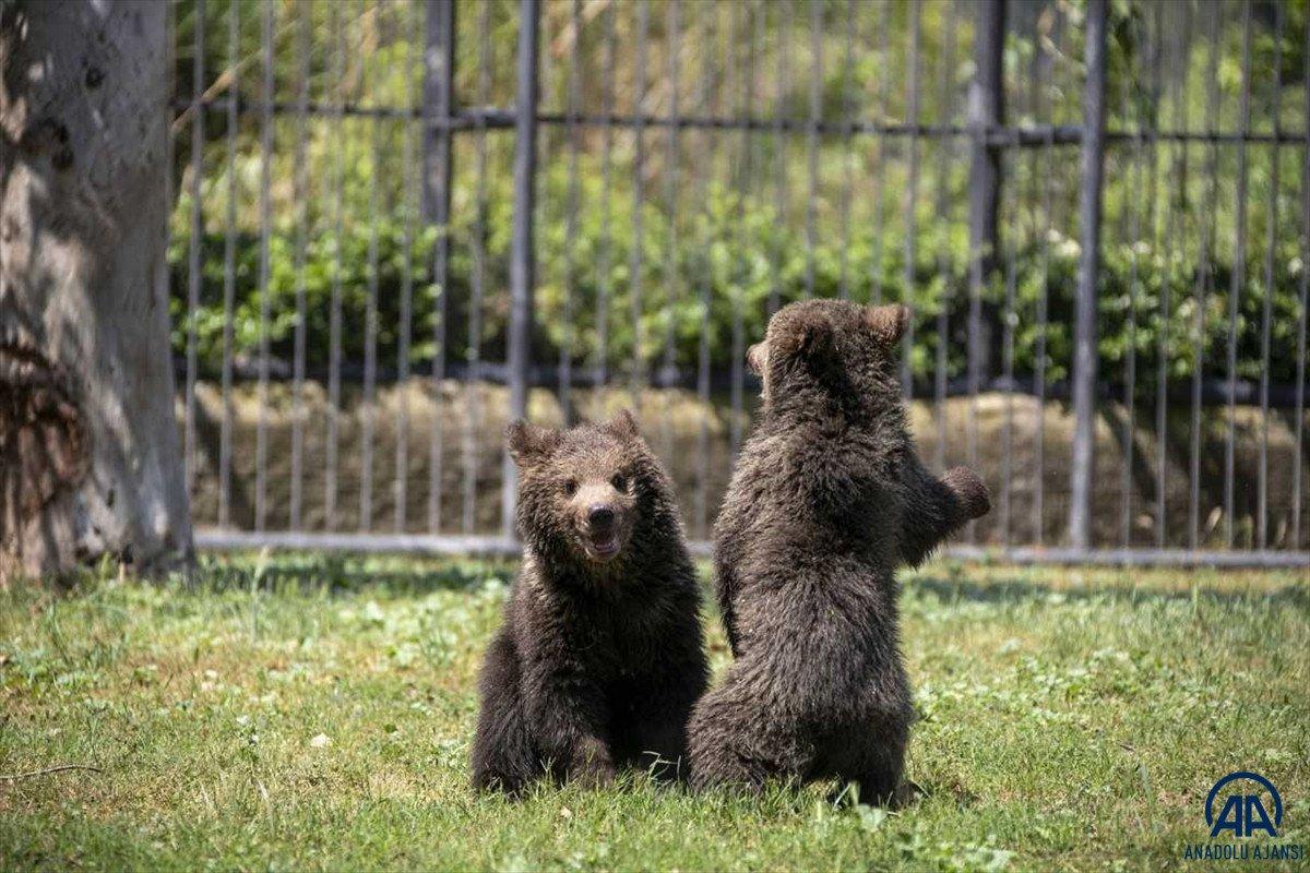 Yavru bozayılar İnci ve Güçlü, Tarsus Doğa Parkı'nın maskotu oldu