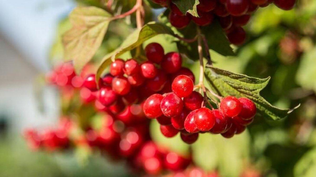 Sağlıklı kemikler için 7 besin