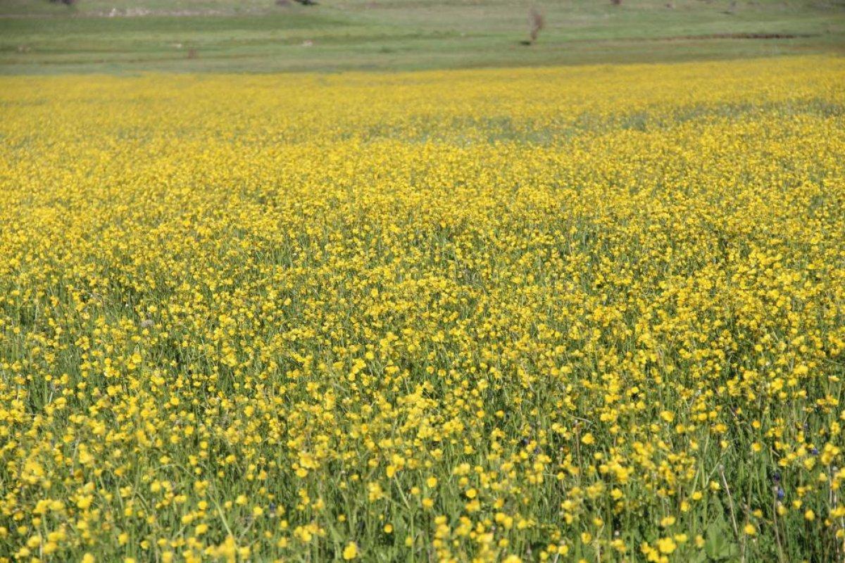 Kütahya tarlalarında sarı çiçekler açtı