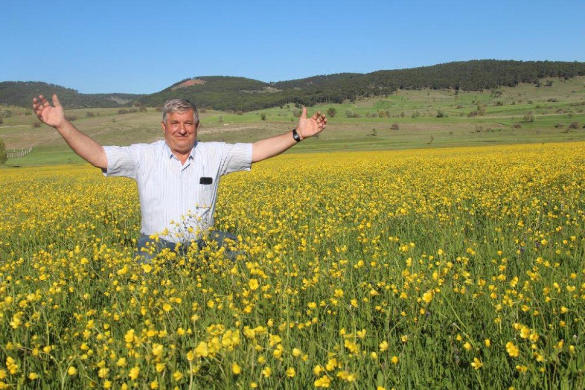Kütahya tarlalarında sarı çiçekler açtı