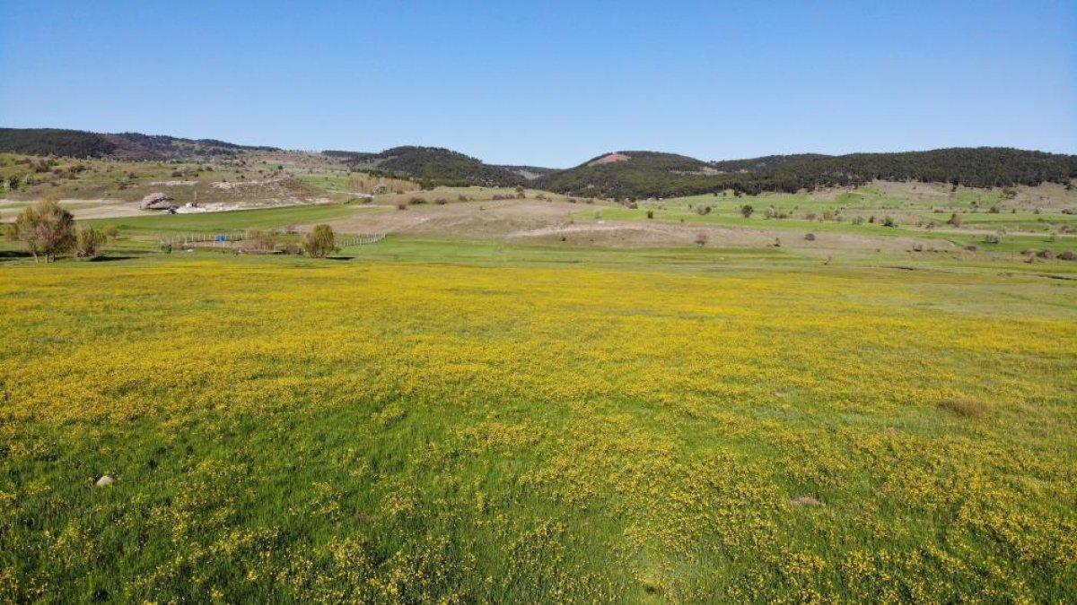 Kütahya tarlalarında sarı çiçekler açtı