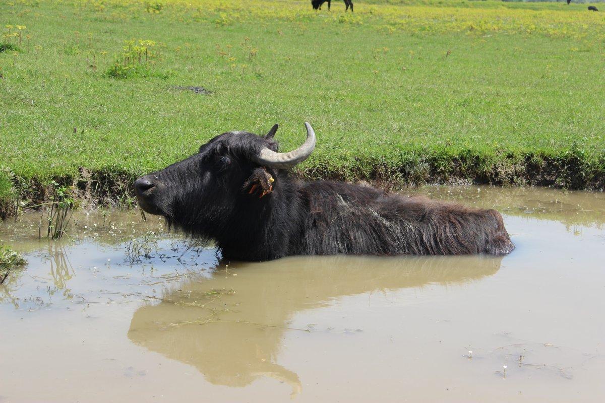 Türkiye’de en çok manda İstanbul’da