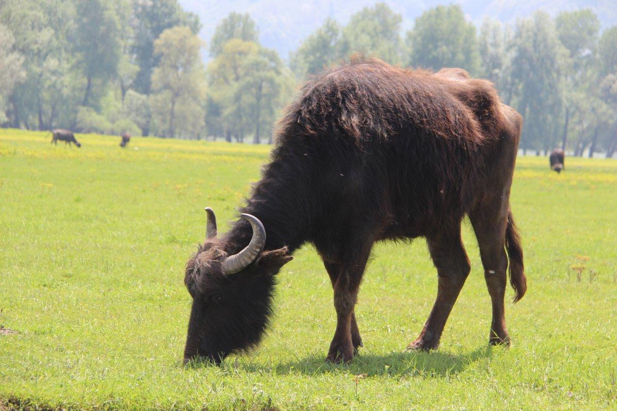 Türkiye’de en çok manda İstanbul’da