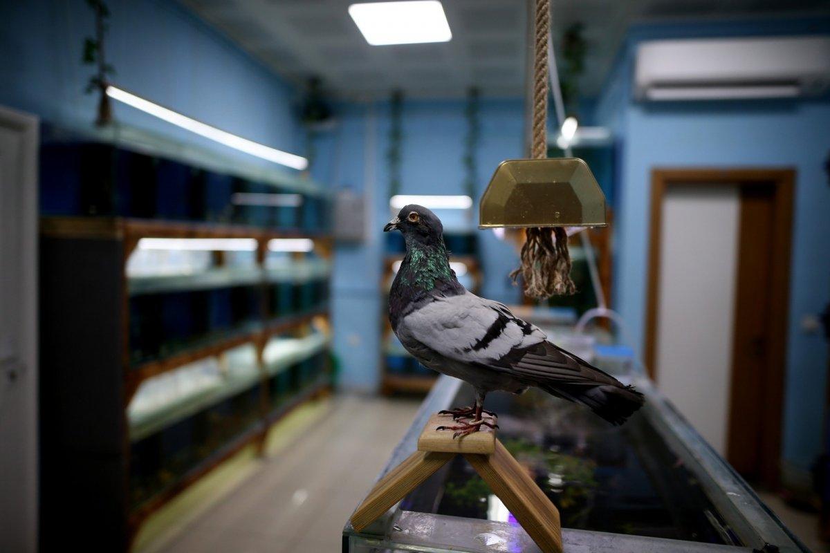 Bursa'da ölen posta güvercinini donduran hayvansever