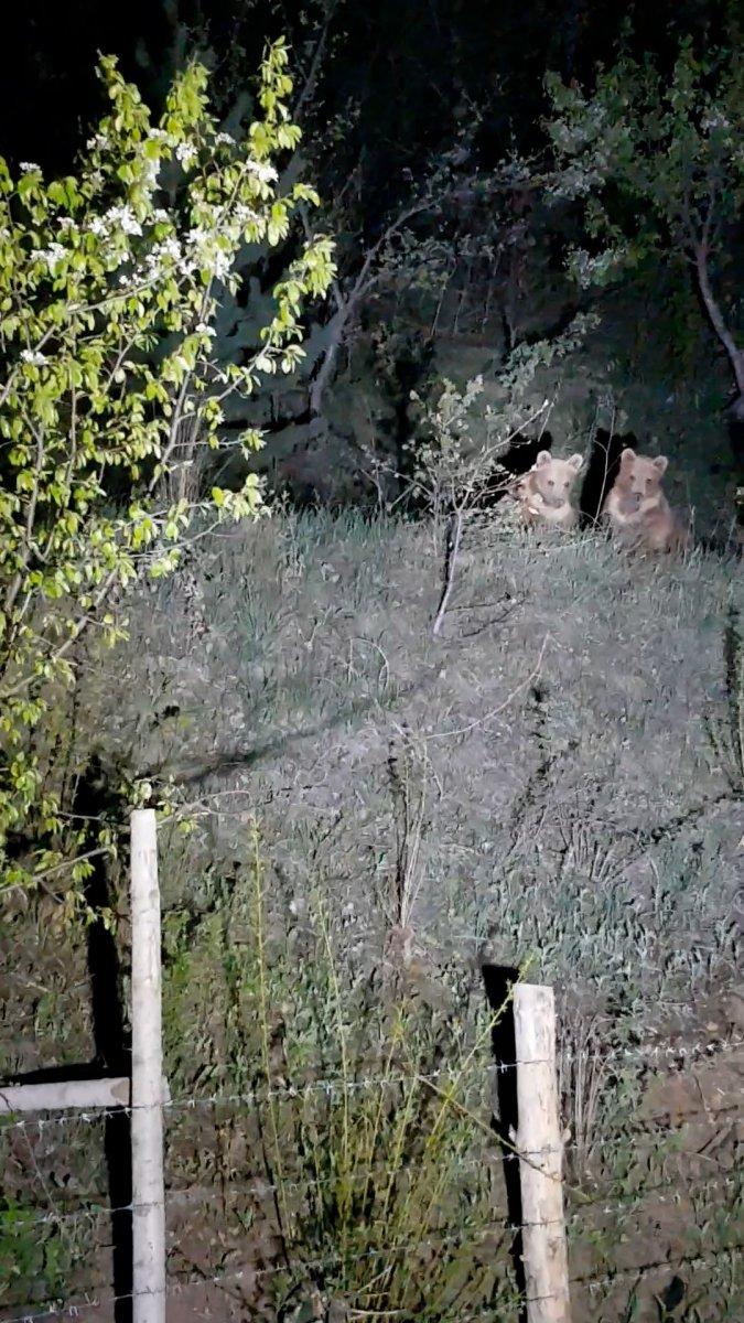 Gümüşhane’de yavru ayılar ile gülümseten diyalog