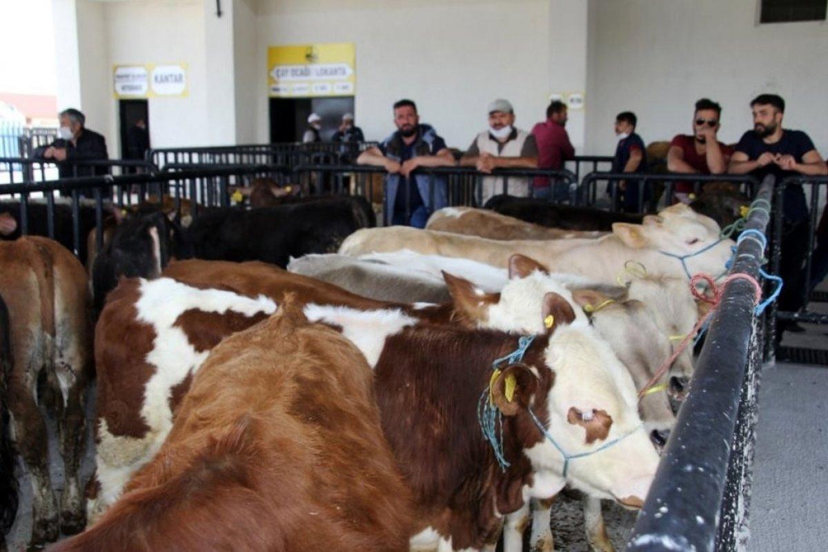 Bayburt'ta hayvan pazarı açıldı