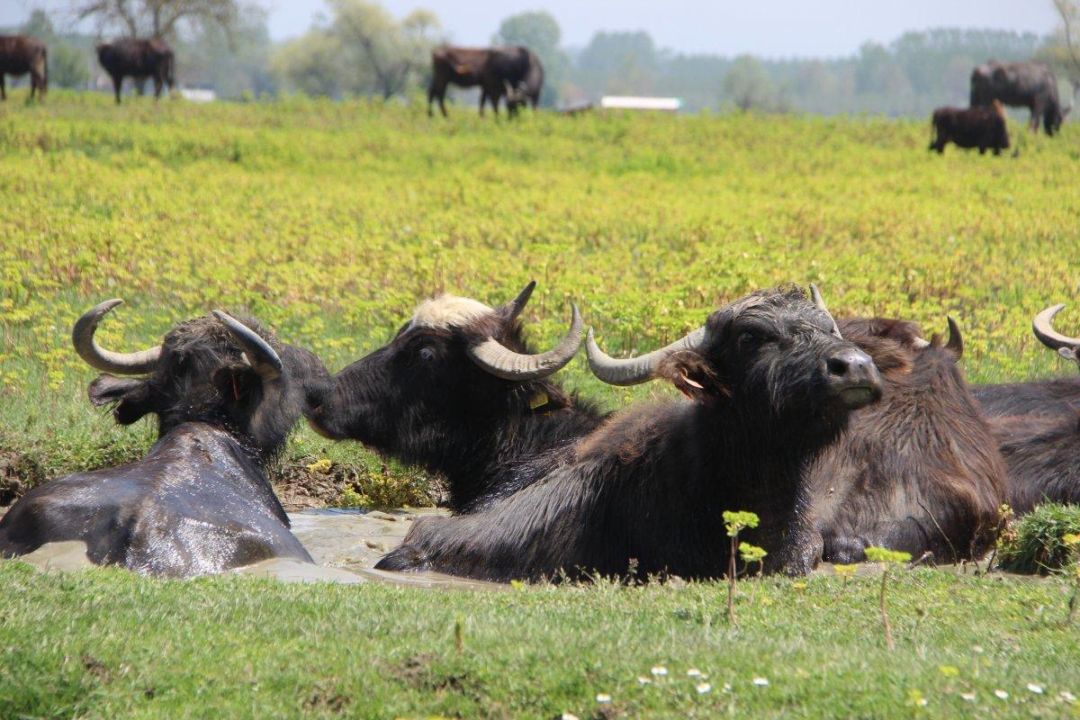 Türkiye’de en çok manda İstanbul’da