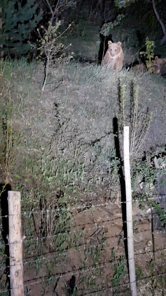 Gümüşhane’de yavru ayılar ile gülümseten diyalog