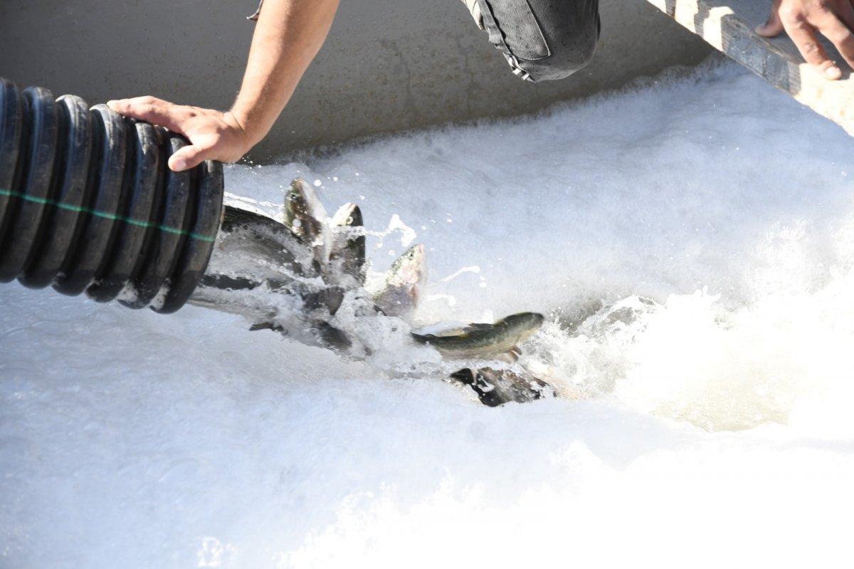 Kayseri’de yetiştirilen Türk somonu, iç ve dış piyasaya sunuluyor