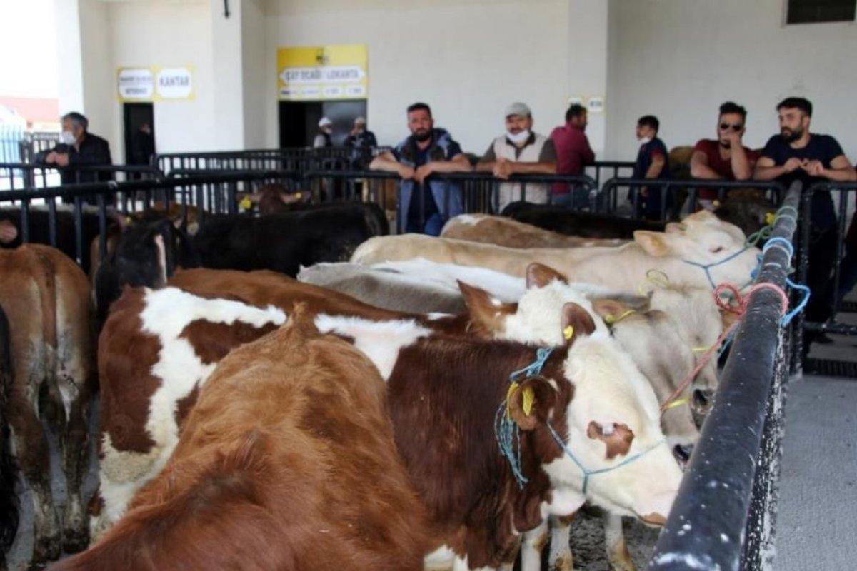 Bayburt'ta hayvan pazarı yeniden açıldı
