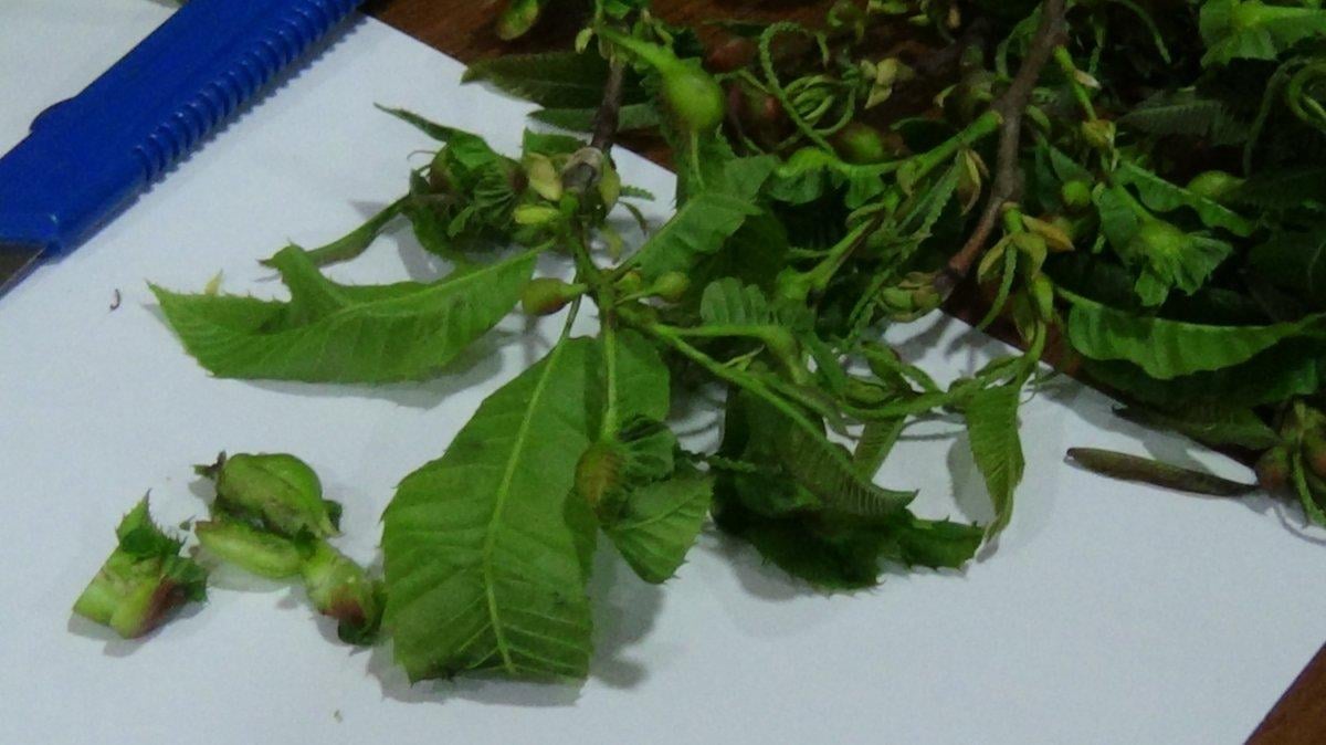 Katil arılar Giresun'da ortaya çıktı