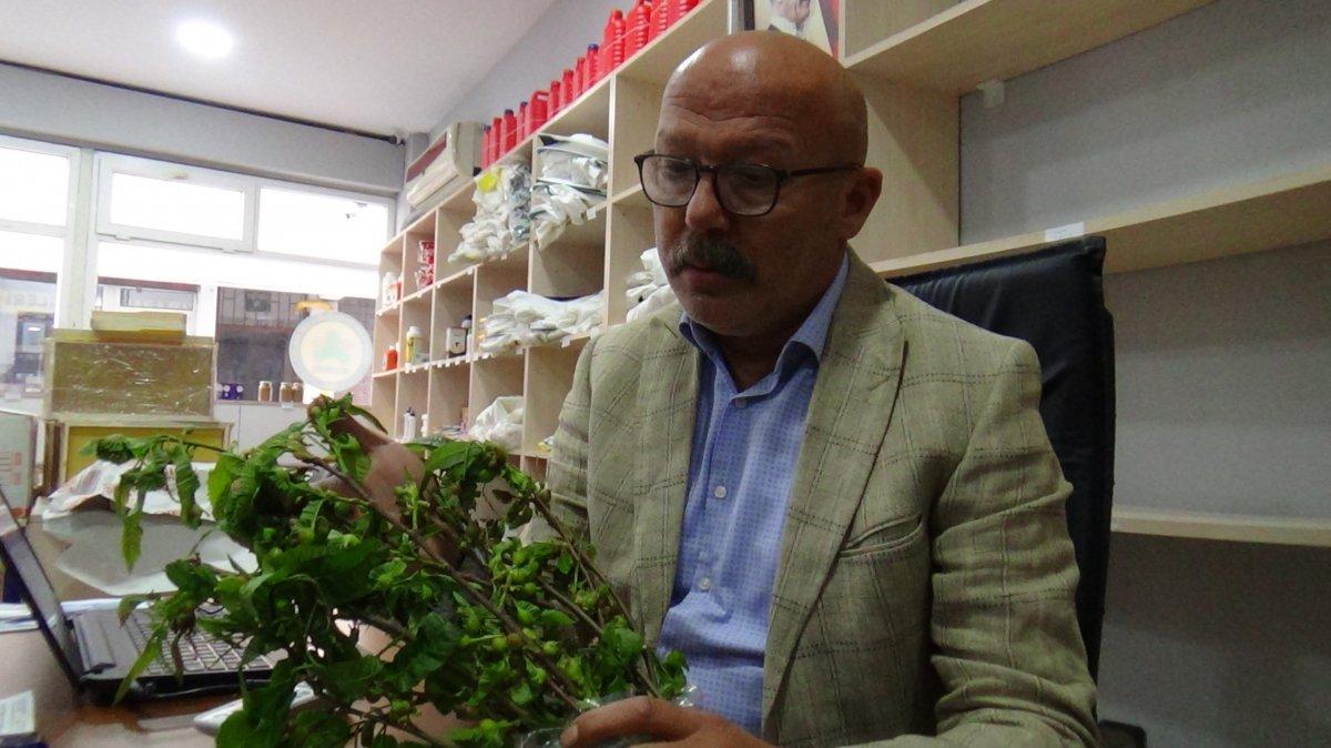 Katil arılar Giresun'da ortaya çıktı