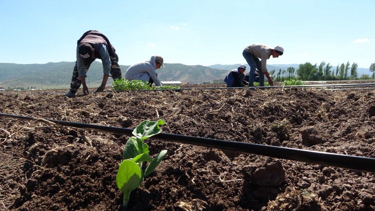 Karpuz fideleri toprakla buluştu