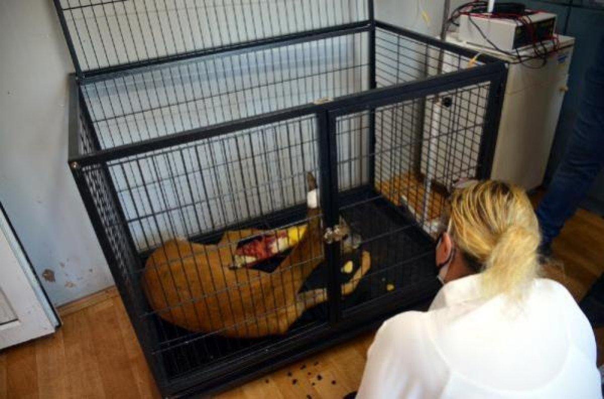 Zonguldak'ta otomobilin çarptığı karaca tedaviye alındı