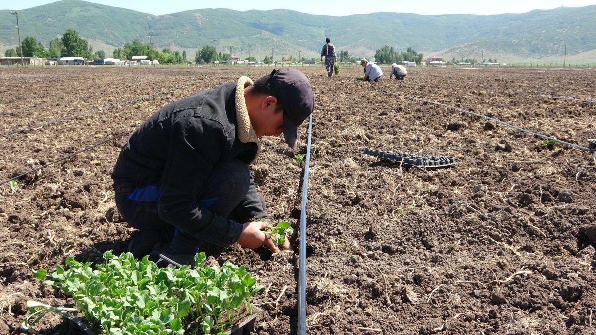 Karpuz fideleri toprakla buluştu