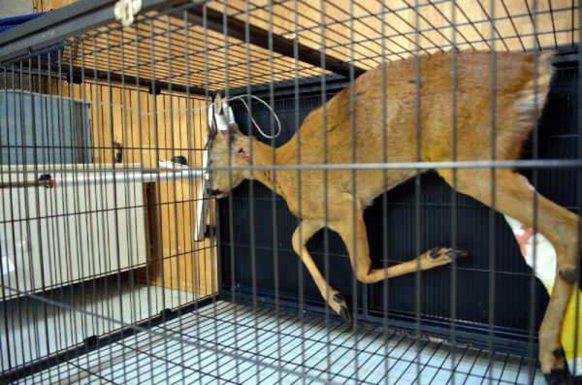 Zonguldak'ta otomobilin çarptığı karaca tedaviye alındı