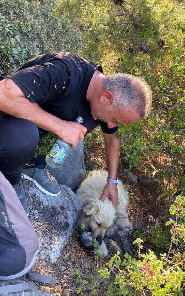 Muğla'da kurtarılan köpeği sırtında taşıdı